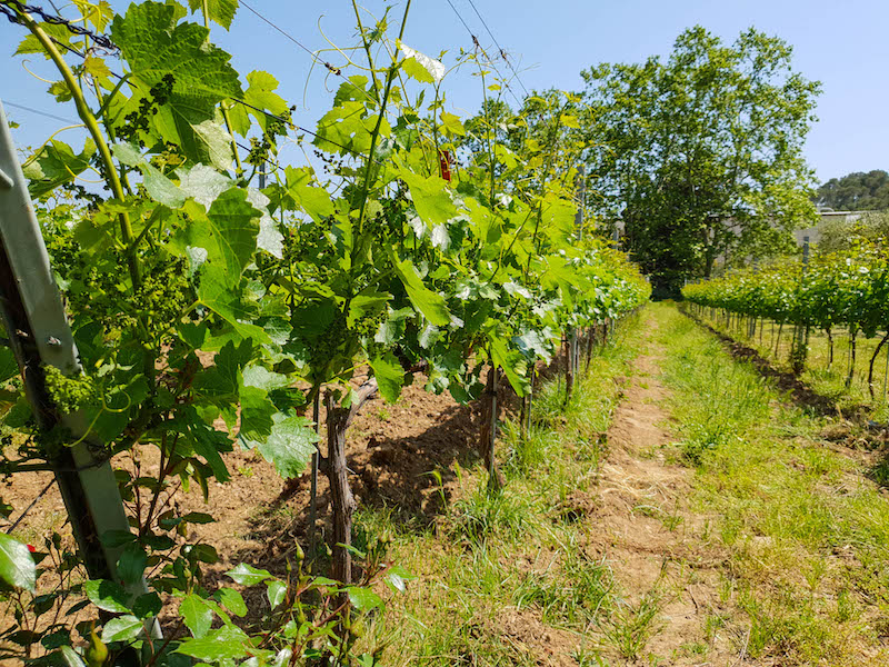 Baix Emporda Wineries